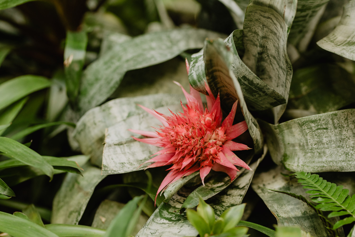 Sesja ślubna w Palmiarni oraz w Pałacu Baborówko | Magdalena i Karol