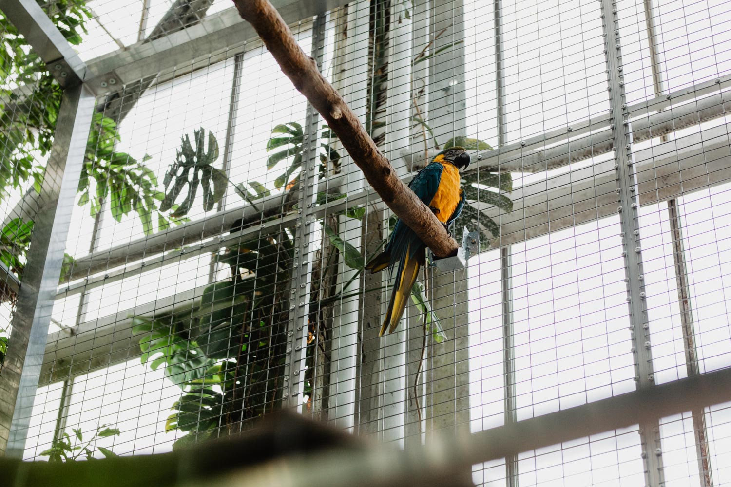 Sesja ślubna w Palmiarni oraz w Pałacu Baborówko | Magdalena i Karol