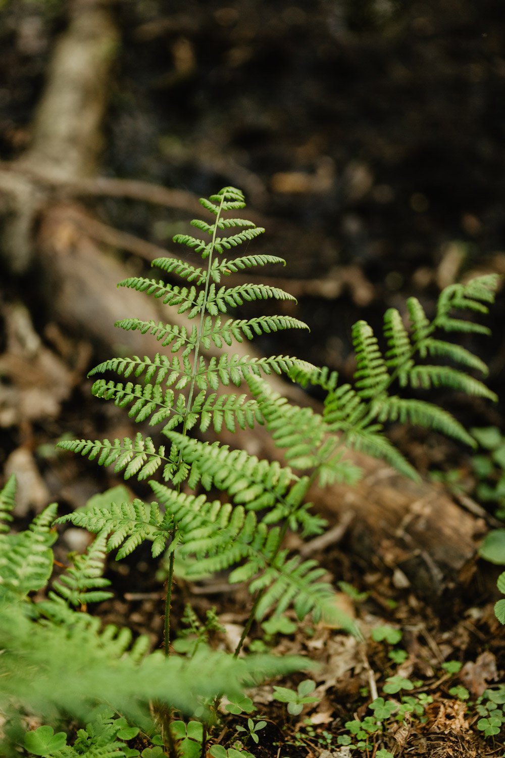 Sesja dziecięca nad wodą | Helenka, Marysia i Franio