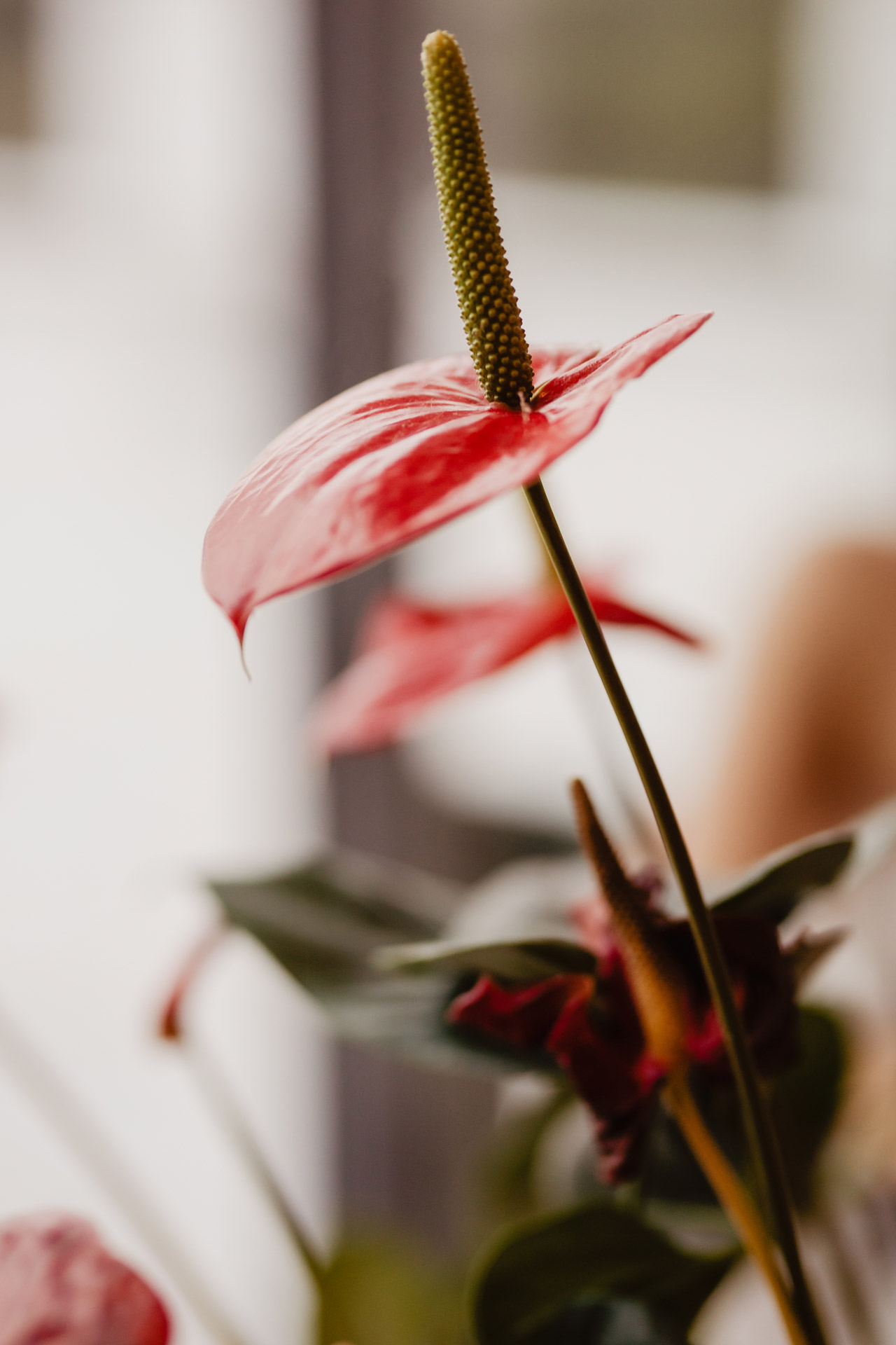 Sesja ślubna w Herbarium Hotel & SPA | Zuza i Jarek