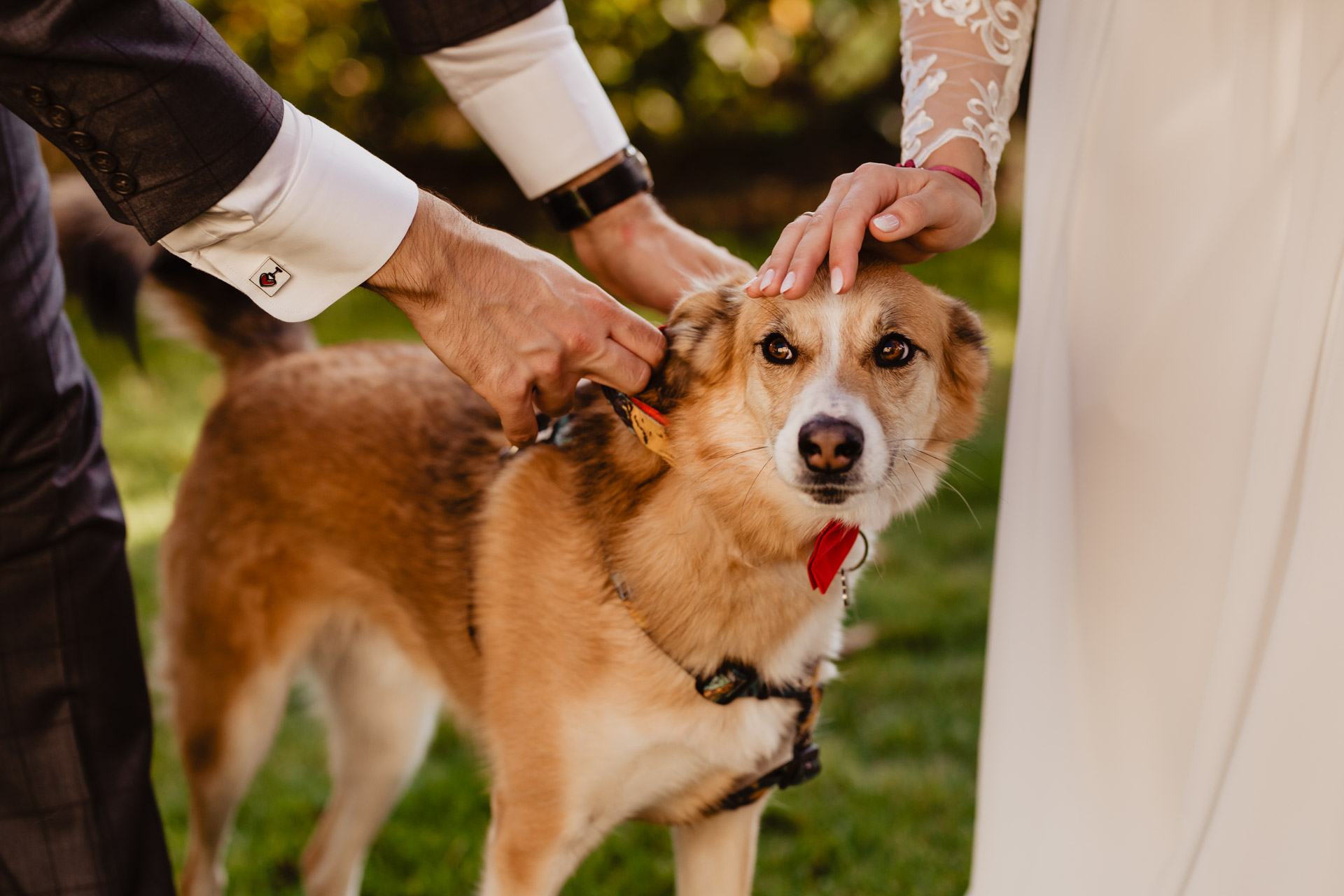 Ślub w czasach pandemii i romantyczna sesja w szklarni | Oliwia i Tomek