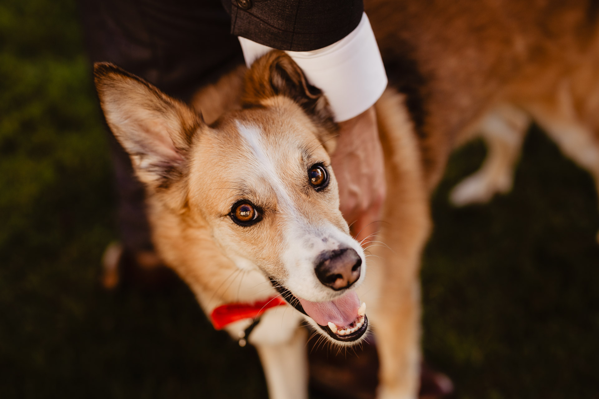 Ślub w czasach pandemii i romantyczna sesja w szklarni | Oliwia i Tomek