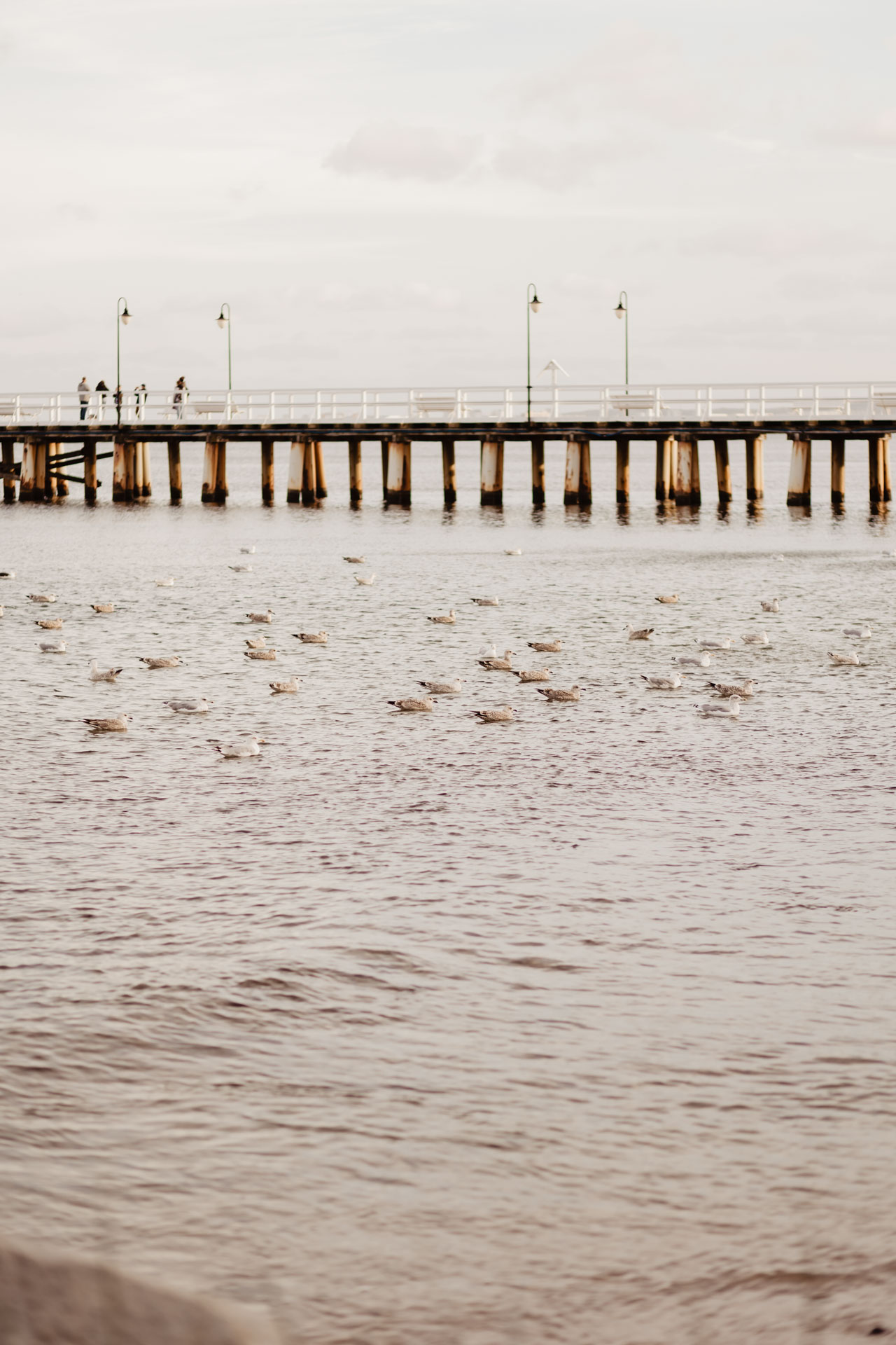Sesja ślubna nad morzem ze zwierzakami | Klaudia i Piotrek