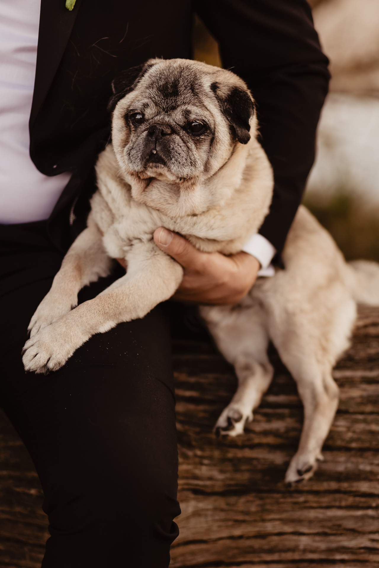 Sesja ślubna nad morzem ze zwierzakami | Klaudia i Piotrek